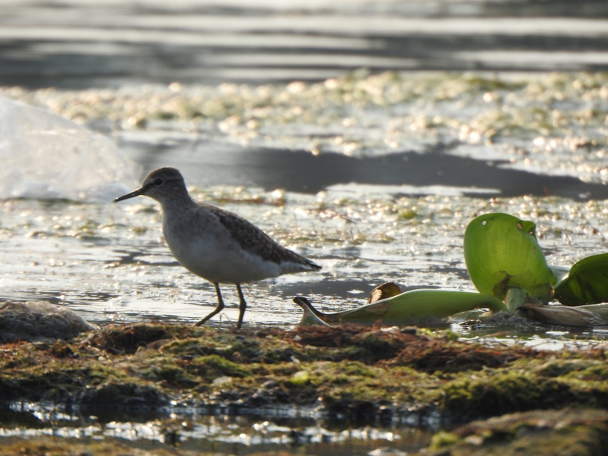 Wood Sandpiper - Arulvelan Thillainayagam