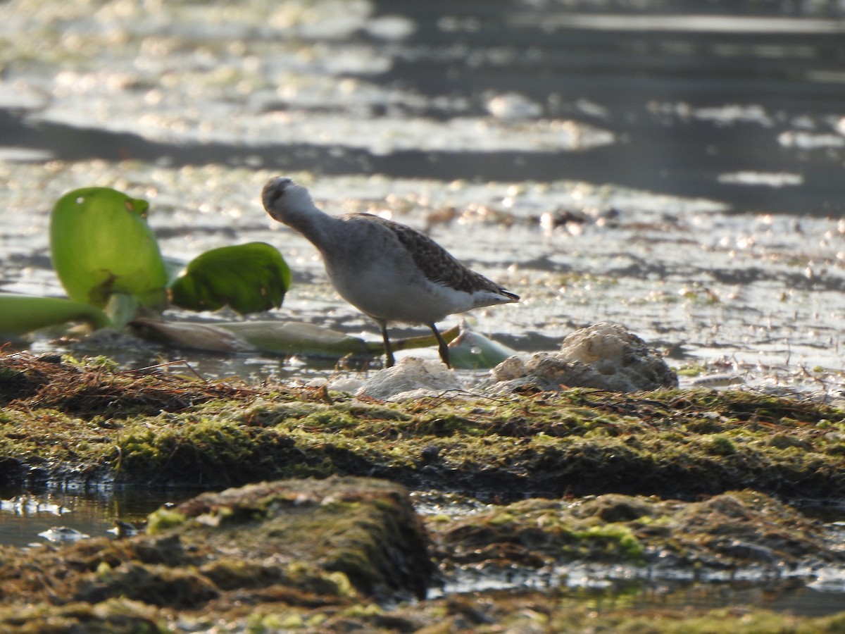 Bruchwasserläufer - ML615130007