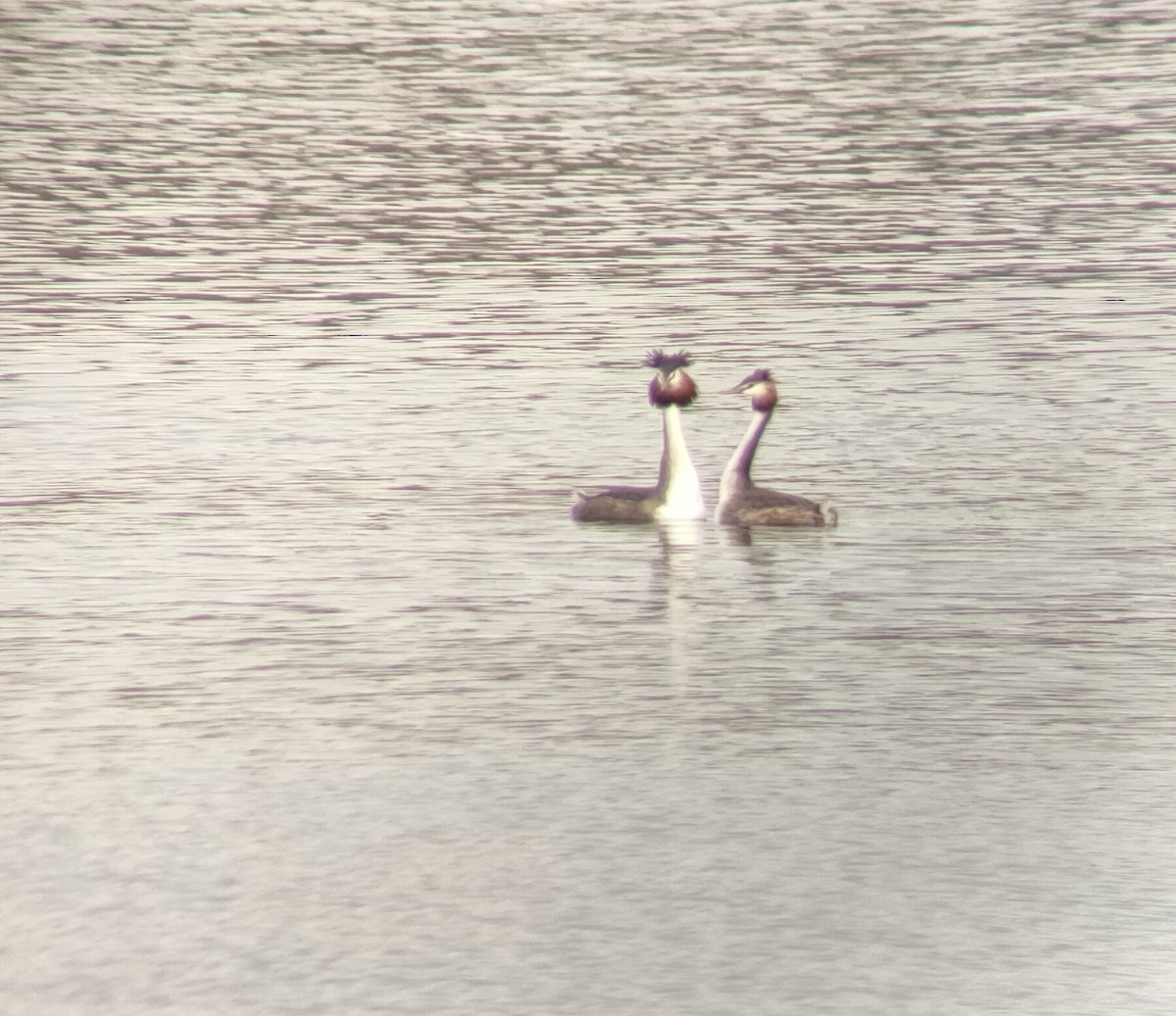 Great Crested Grebe - ML615130185