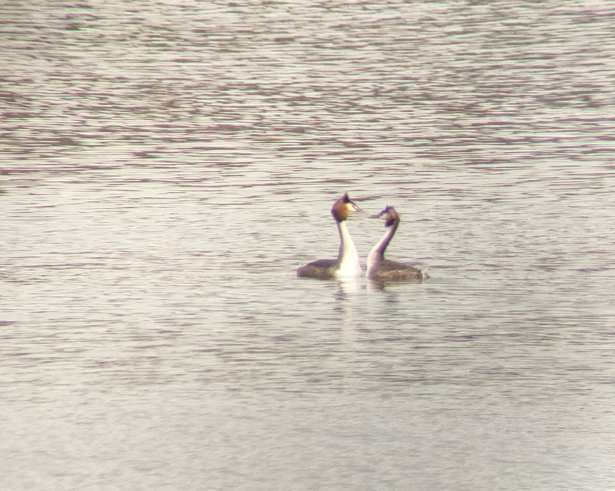 Great Crested Grebe - ML615130186