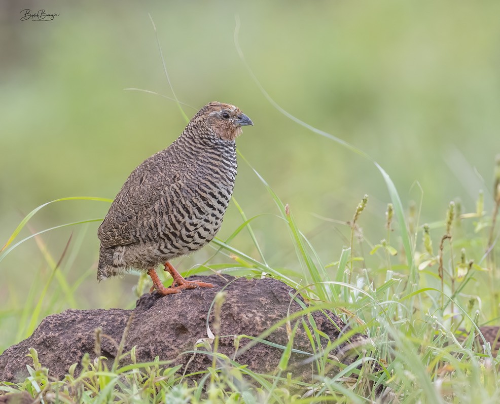 Rock Bush-Quail - BIPLAB BANERJEE