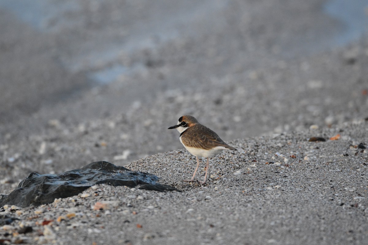 Collared Plover - ML615130254