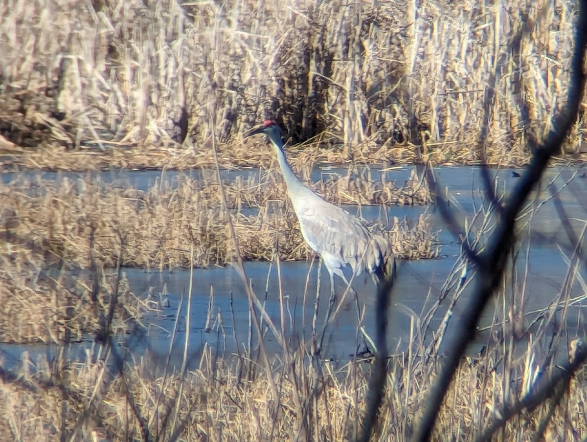 Sandhill Crane - ML615130259