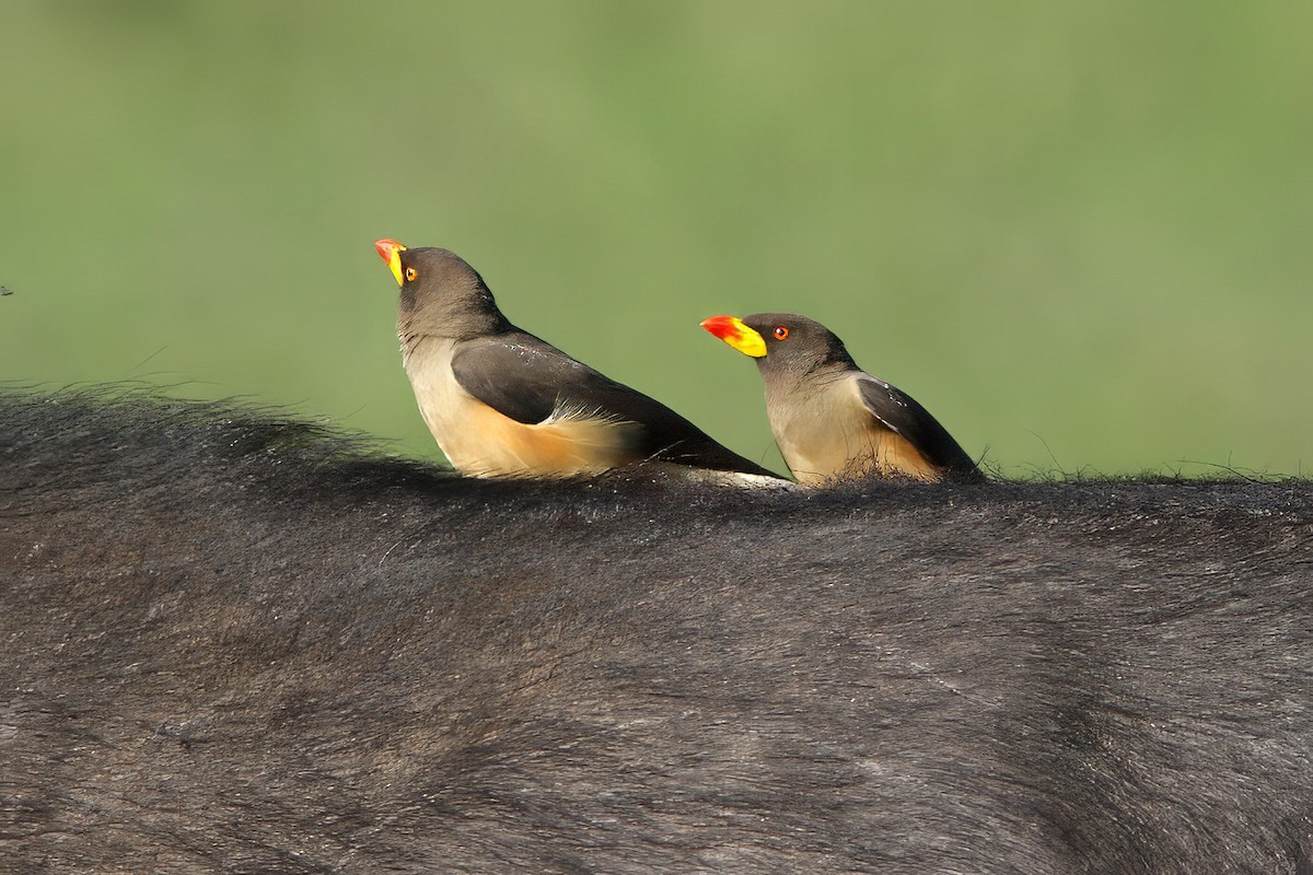 Yellow-billed Oxpecker - Dave Curtis