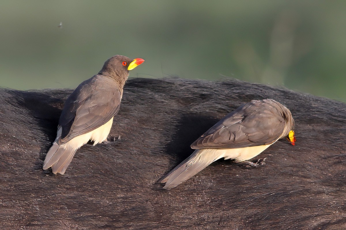 Yellow-billed Oxpecker - Dave Curtis