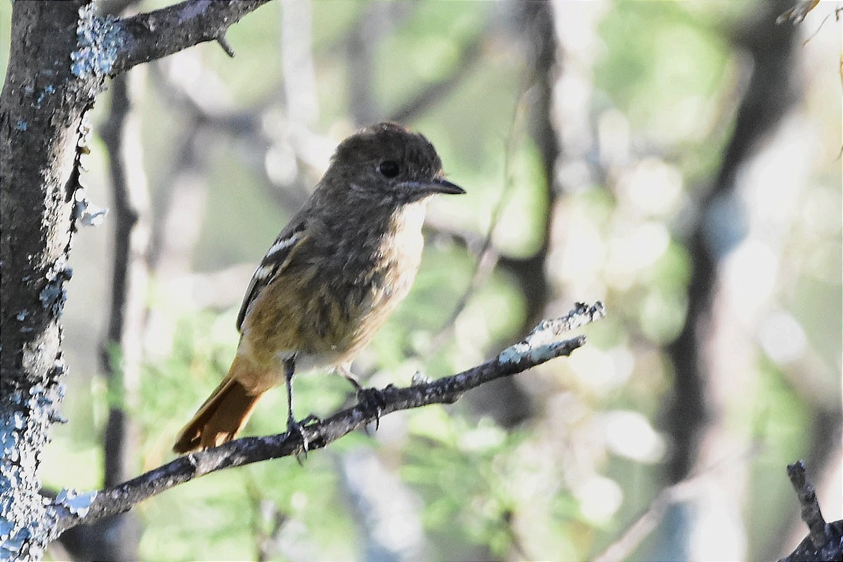 White-winged Black-Tyrant - ML615130325