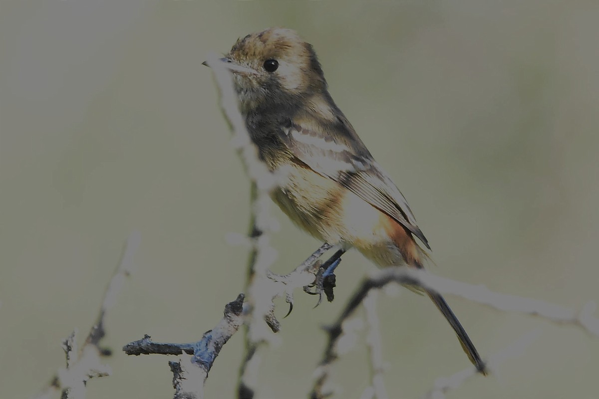 White-winged Black-Tyrant - ML615130326