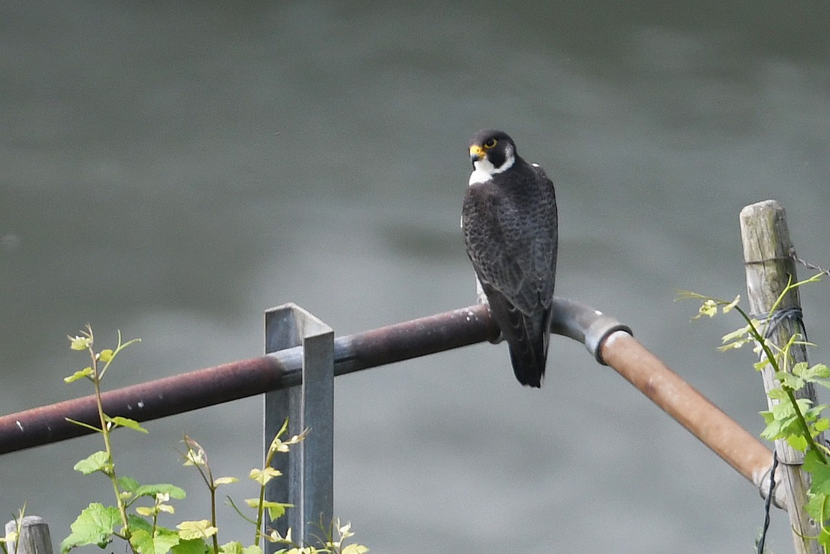 Peregrine Falcon - Andreas Deissner