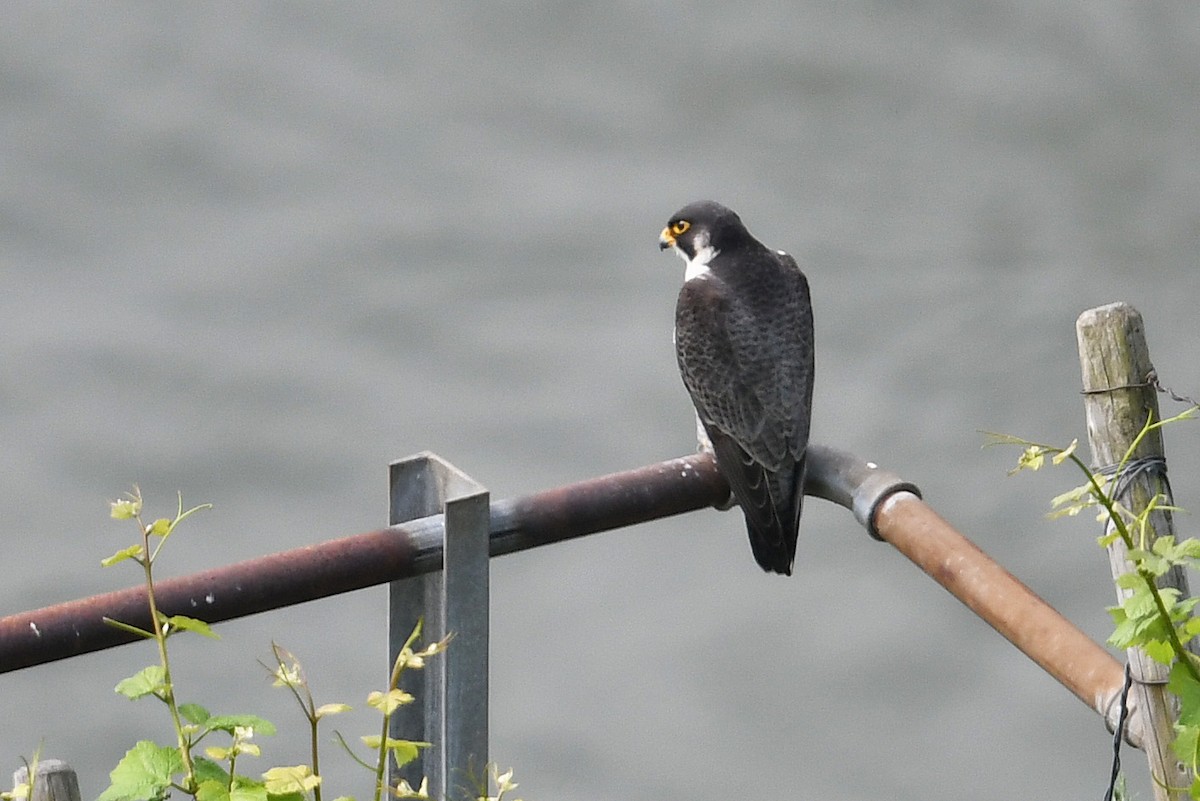 Peregrine Falcon - Andreas Deissner