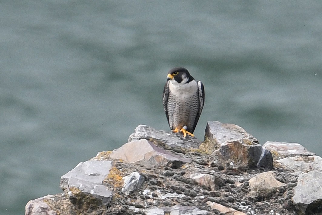 Peregrine Falcon - ML615130342