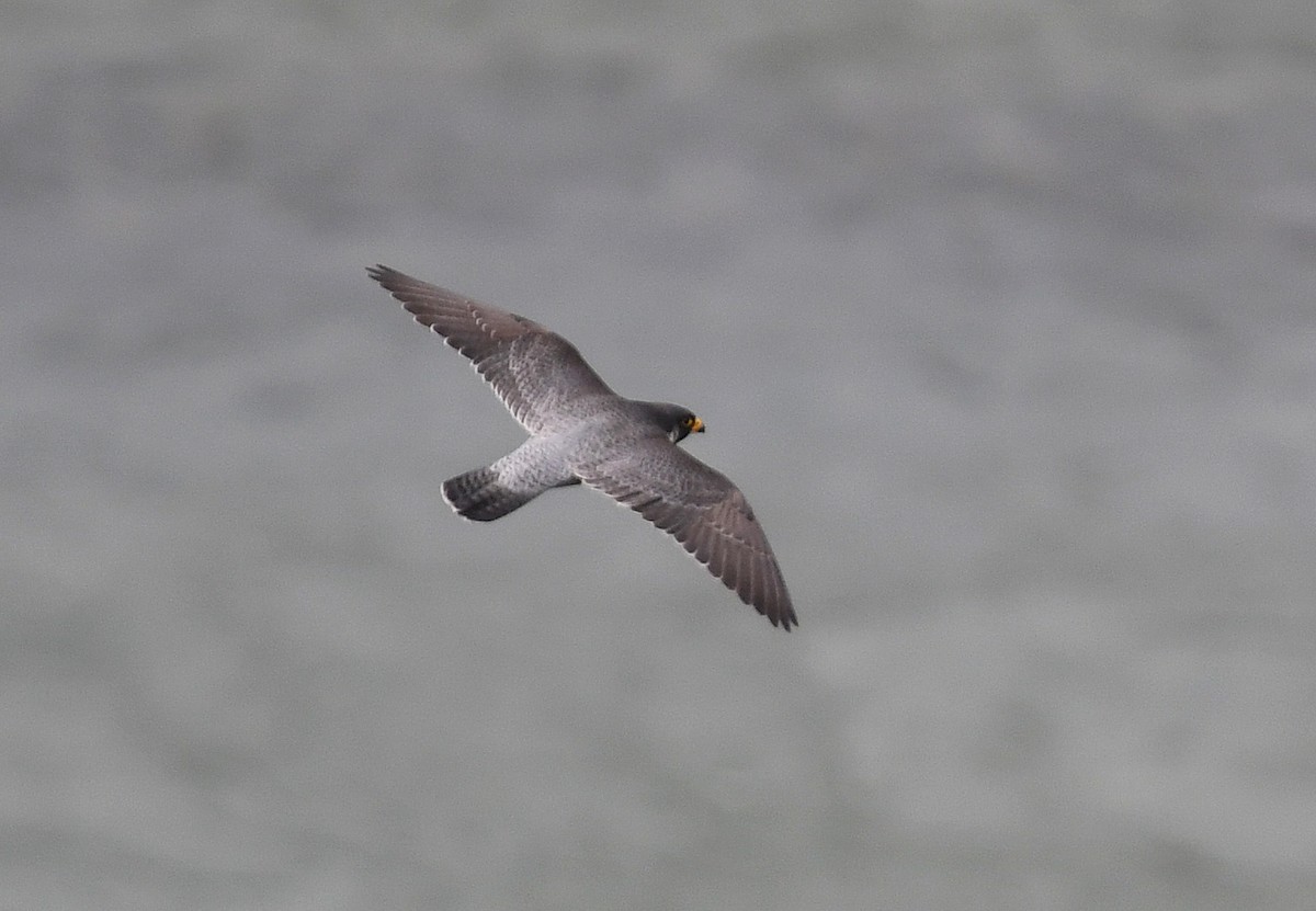 Peregrine Falcon - Andreas Deissner