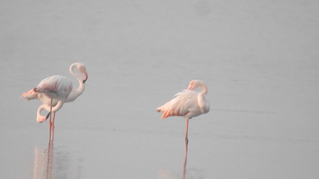 Greater Flamingo - ML615130406