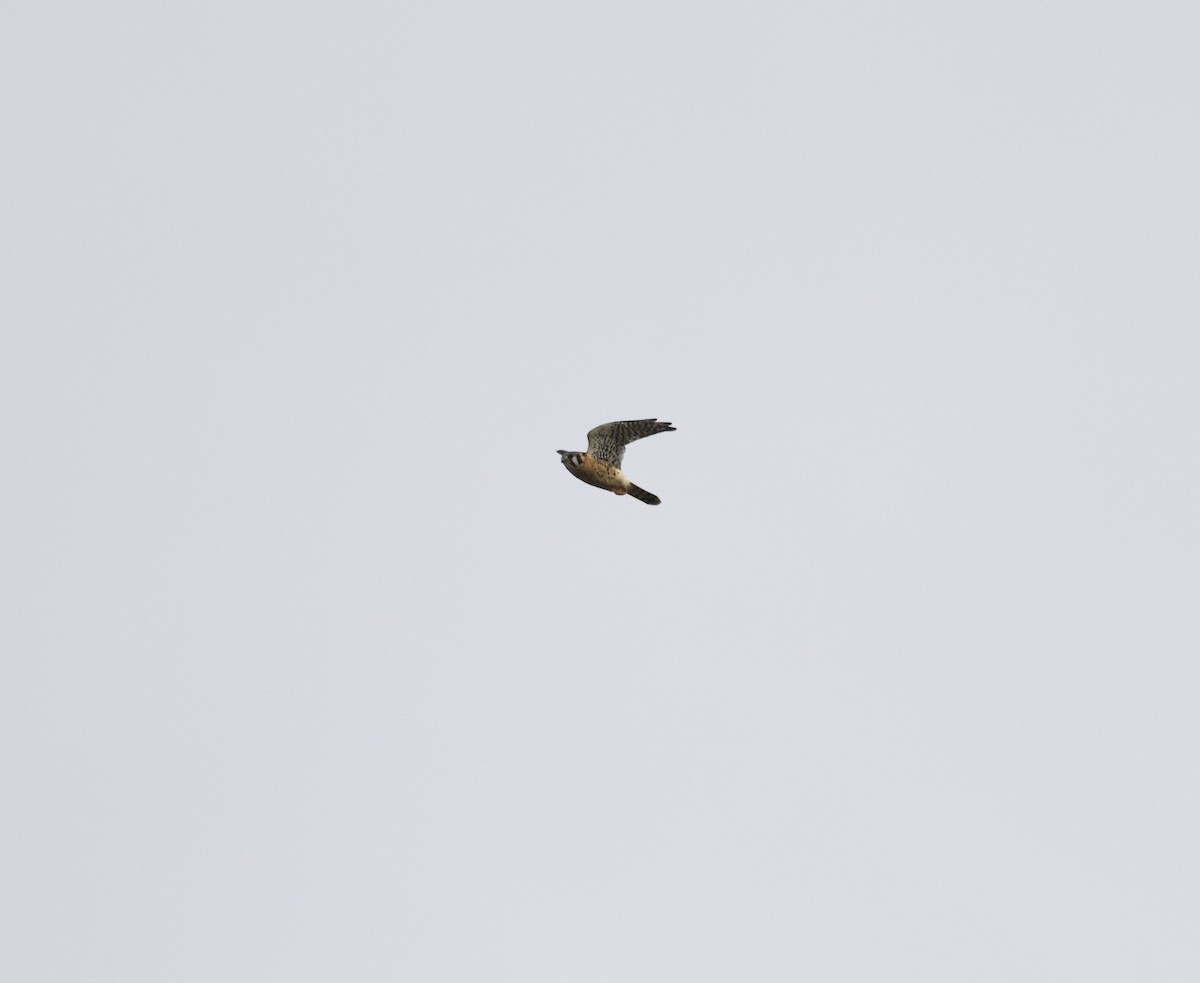 American Kestrel - ML615130409