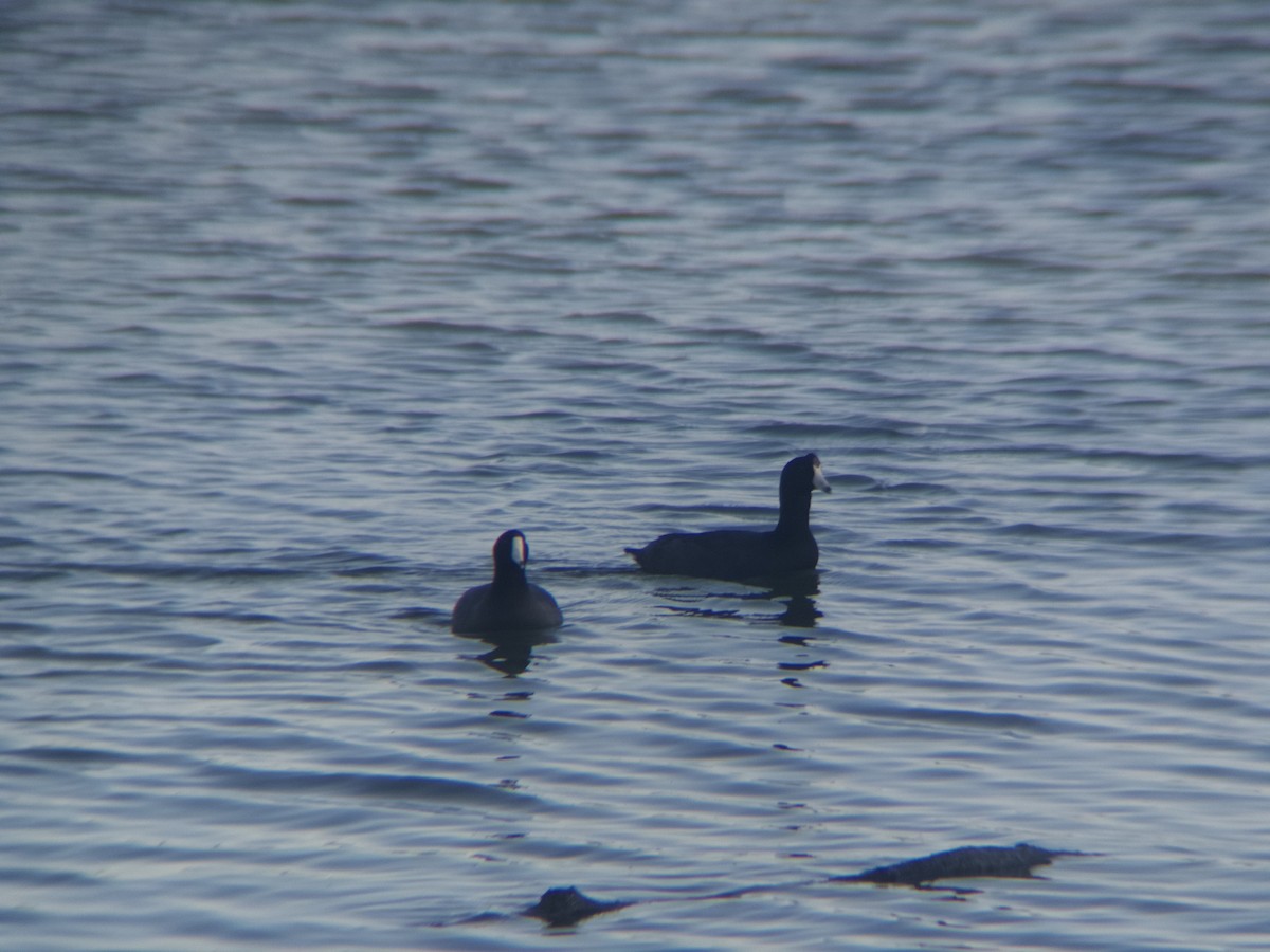 American Coot - ML615130517