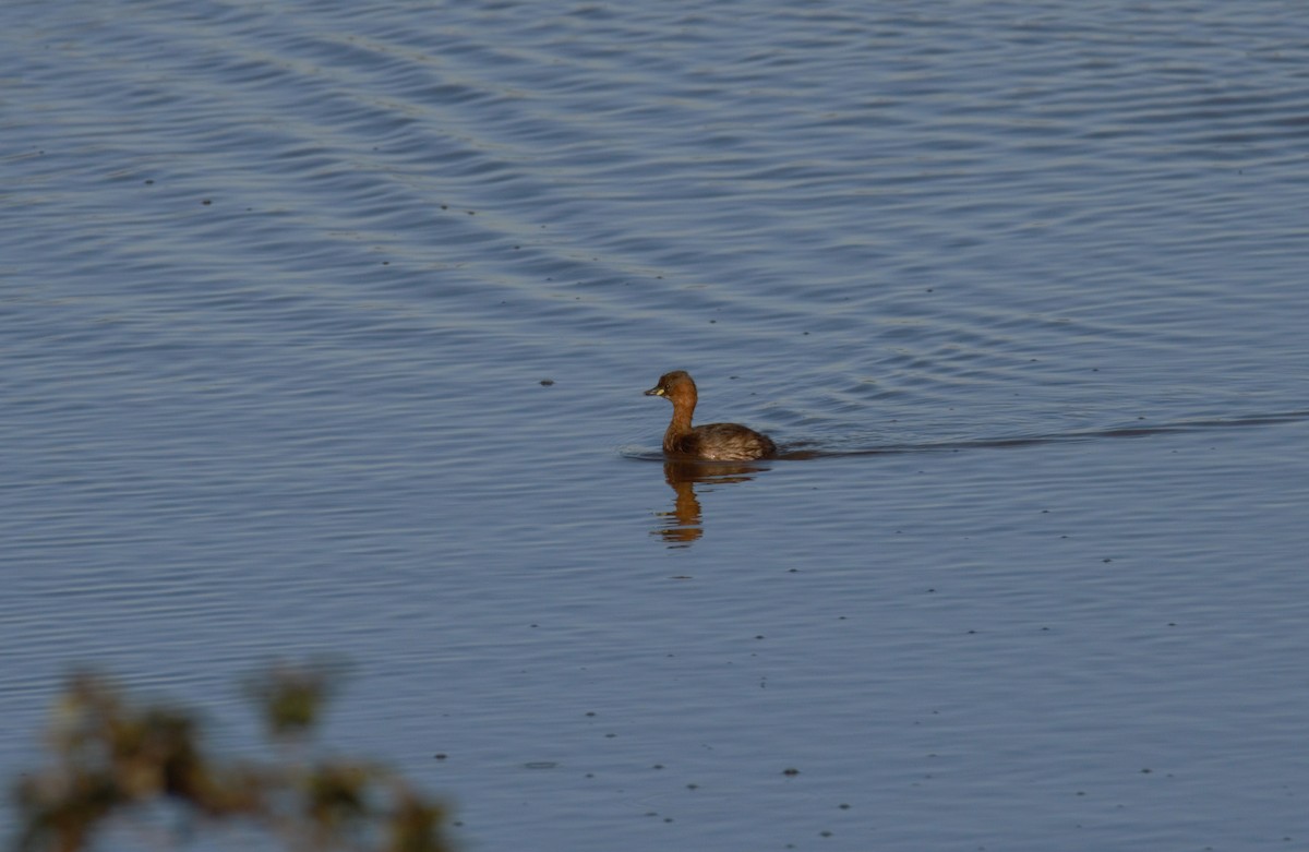 Little Grebe - ML615130531