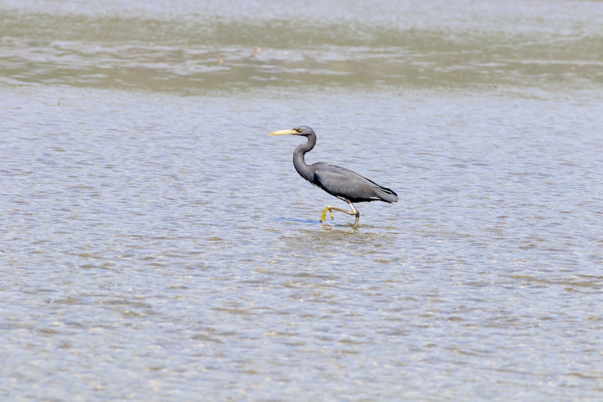 Pacific Reef-Heron - ML615130555