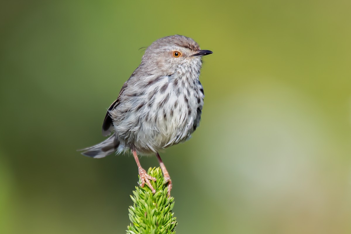 Prinia del Karoo - ML615130657