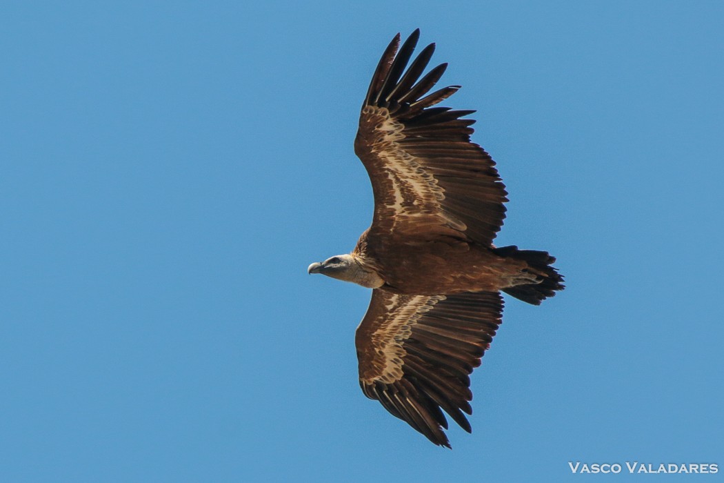 Eurasian Griffon - Vasco Valadares