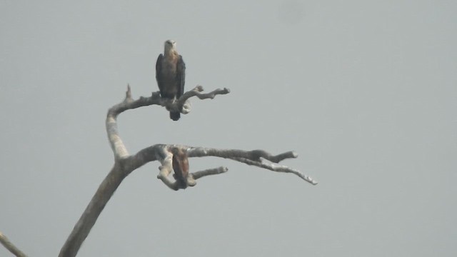 Pallas's Fish-Eagle - ML615130709