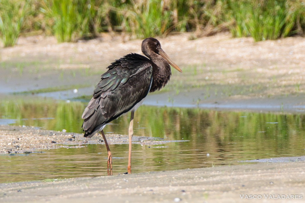 Black Stork - ML615130714