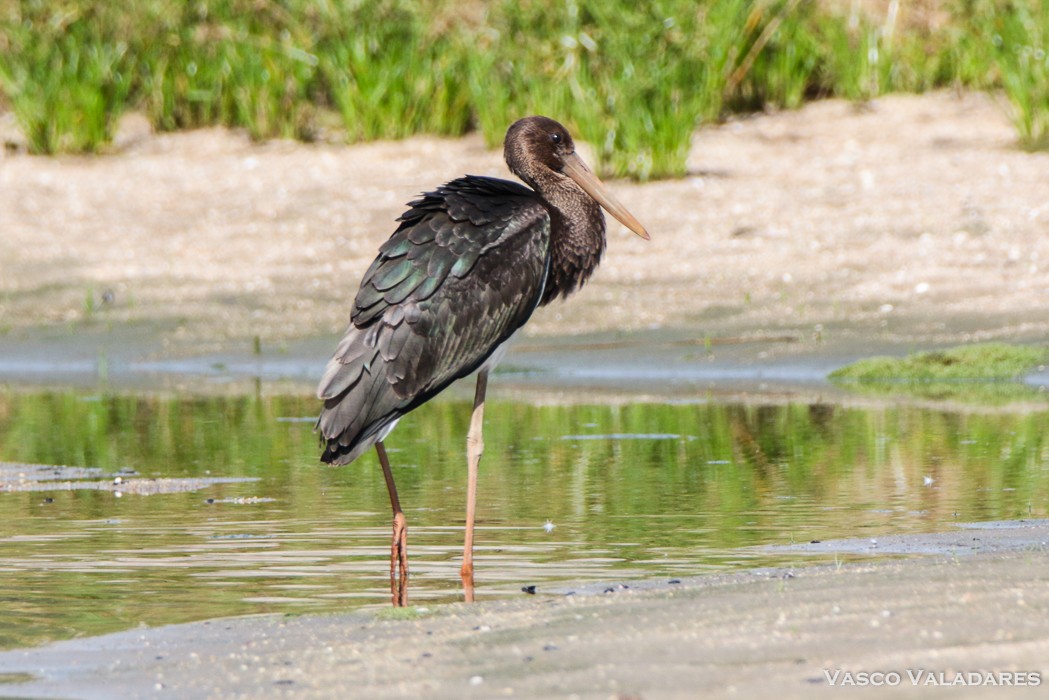 Black Stork - ML615130716