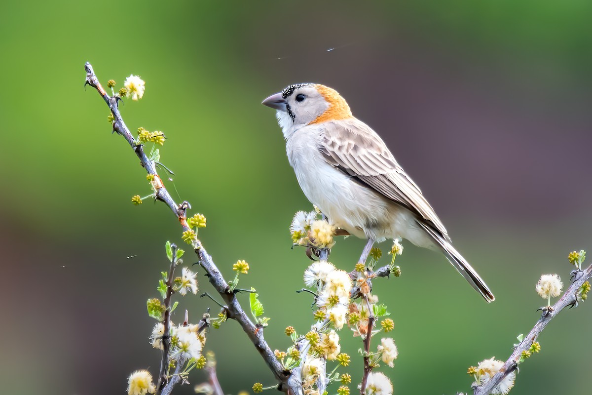 Speckle-fronted Weaver - ML615130718