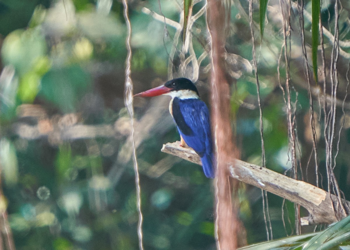 Black-capped Kingfisher - Chieh-Peng Chen