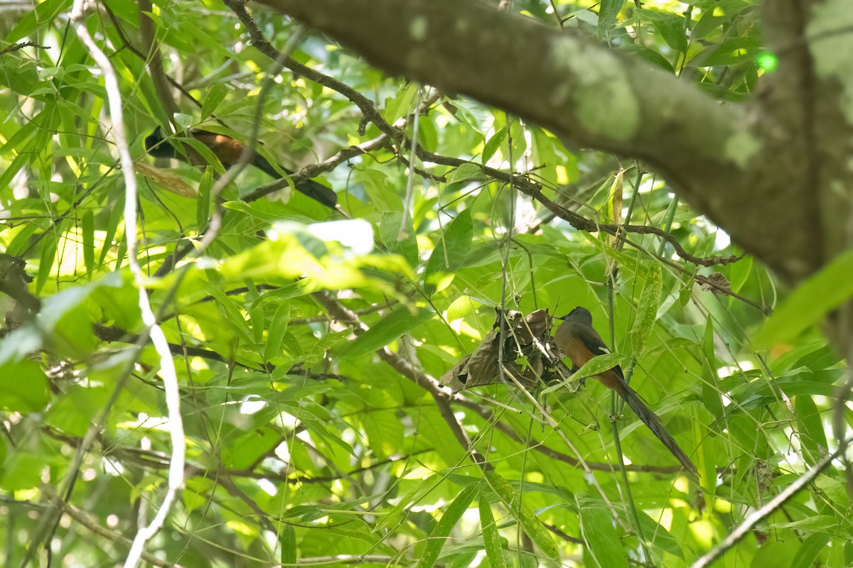 Andaman Treepie - Kalpesh Krishna