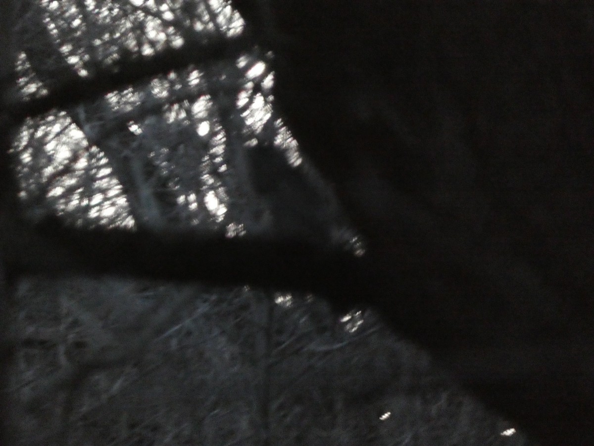 Eastern Screech-Owl - ML615130839