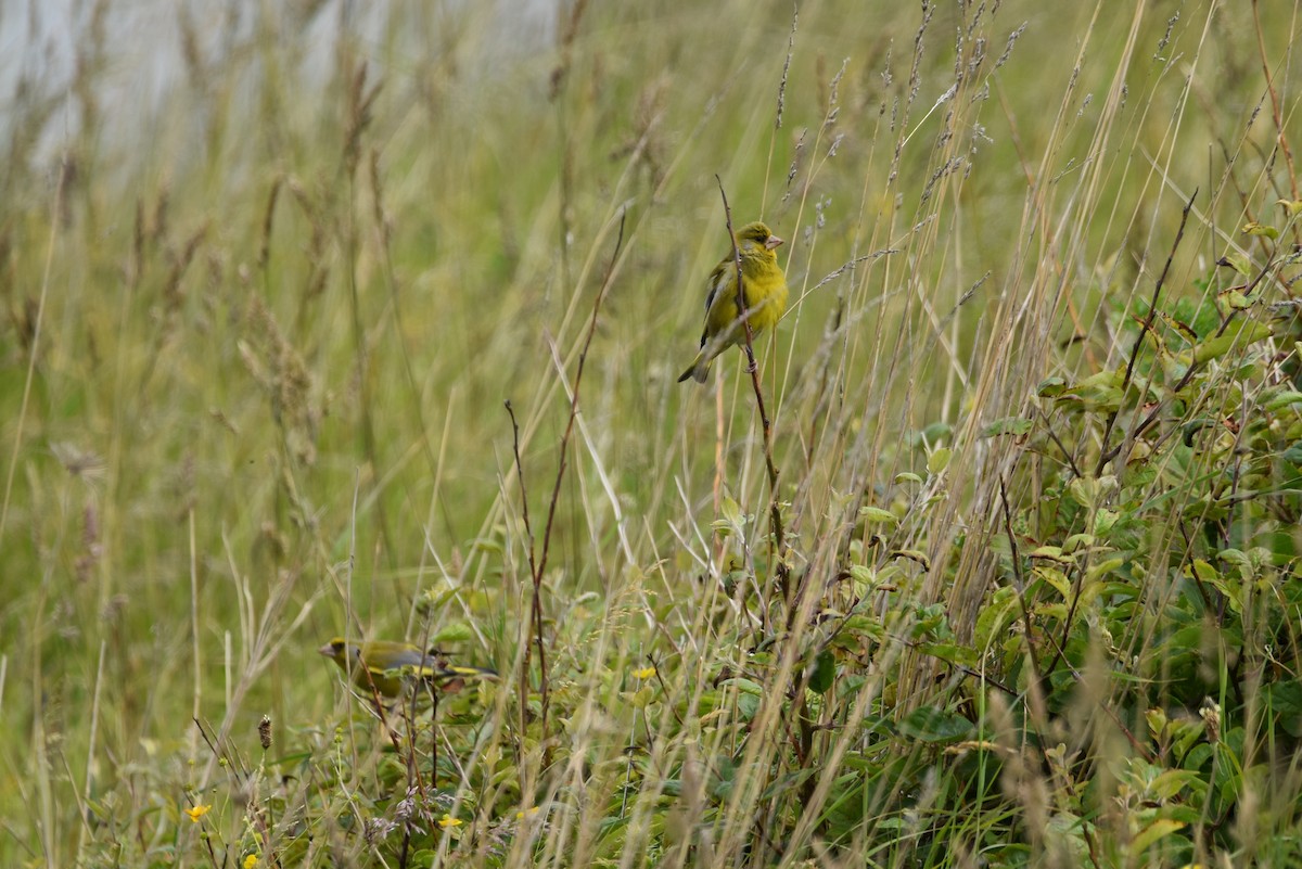 European Greenfinch - ML615130853