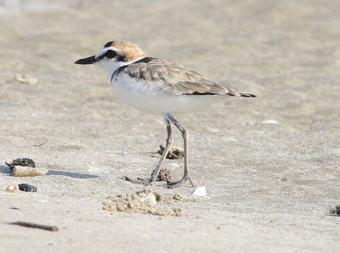 Malaysian Plover - ML615130861