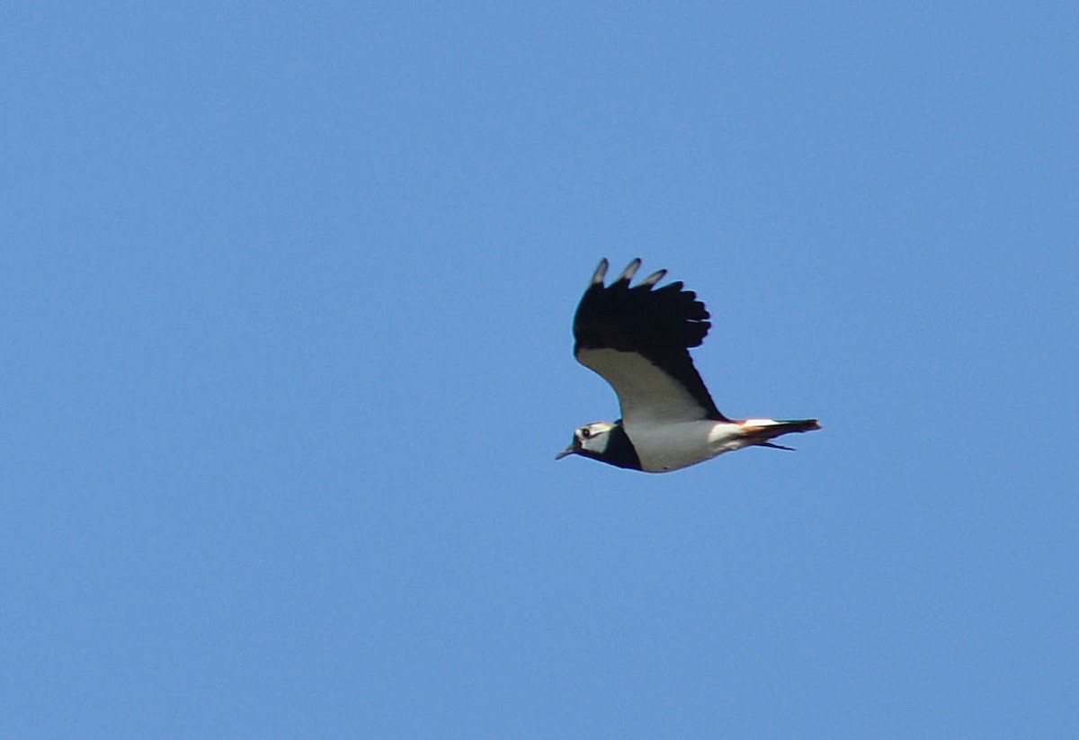 Northern Lapwing - ML615130866