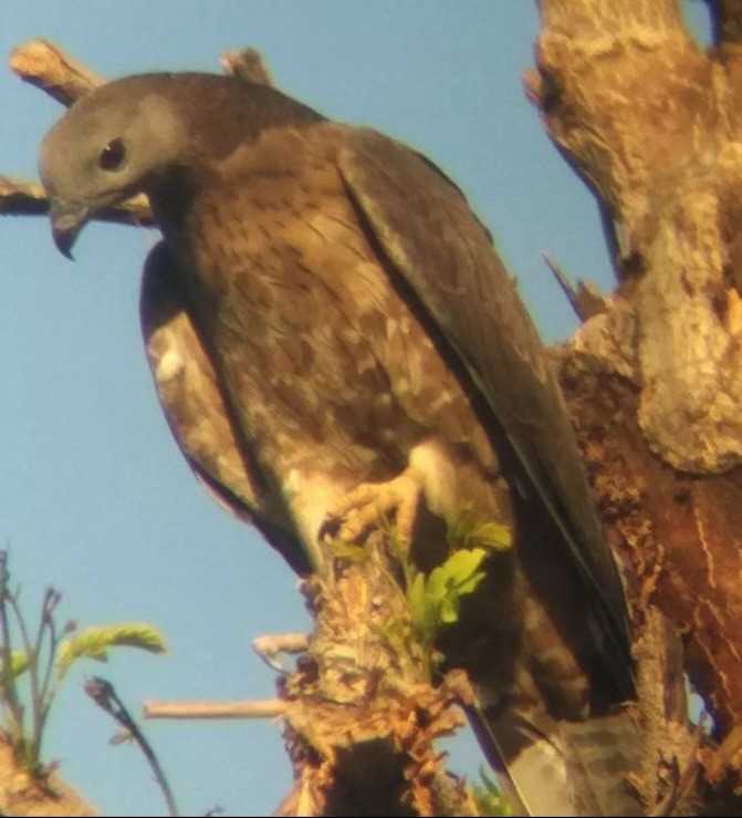 Oriental Honey-buzzard - ML615130918