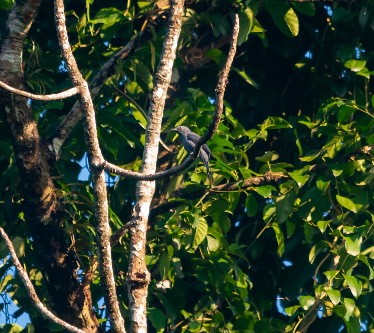 Black-winged Cuckooshrike - ML615130919