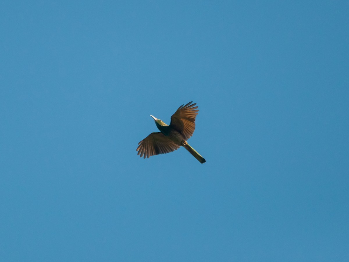 Blue-bearded Bee-eater - ML615130921