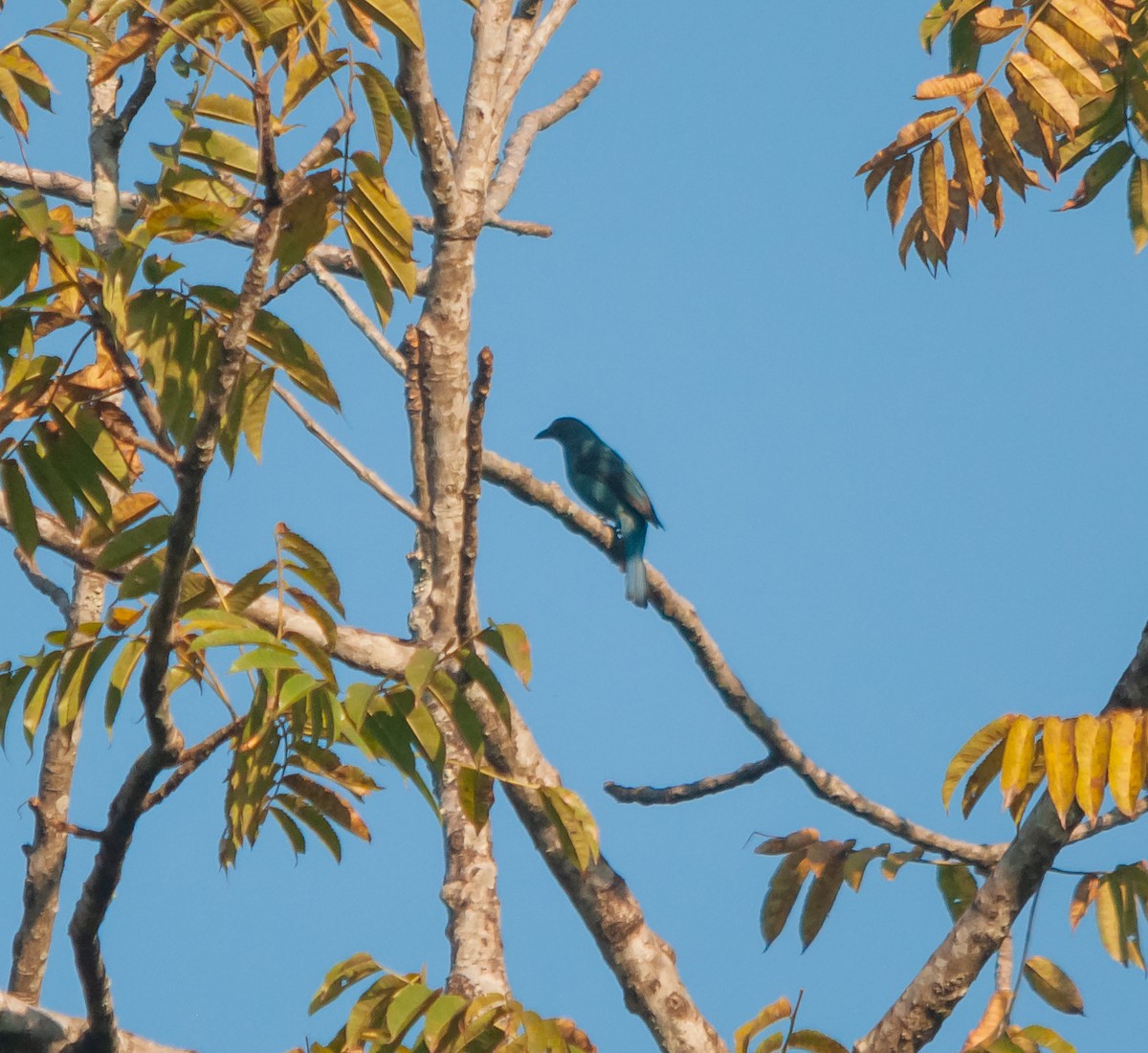 Asian Fairy-bluebird - Arun Raghuraman