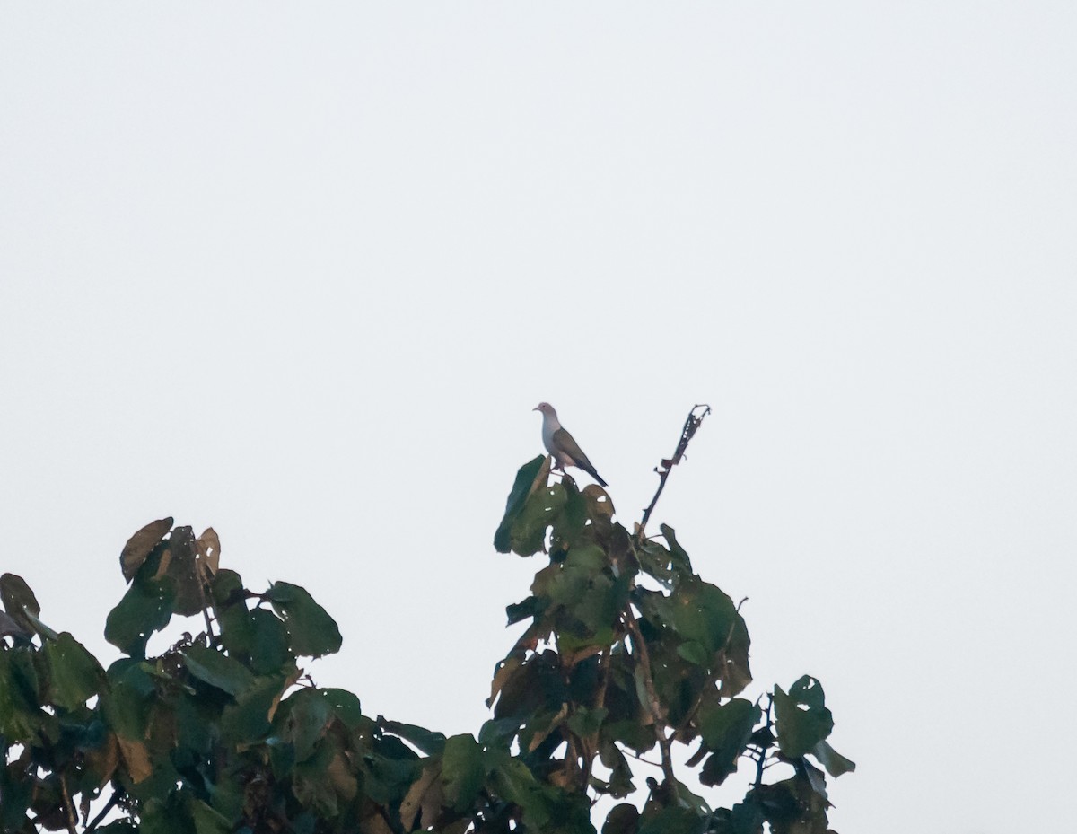 Бронзовый плодовый голубь - ML615130936