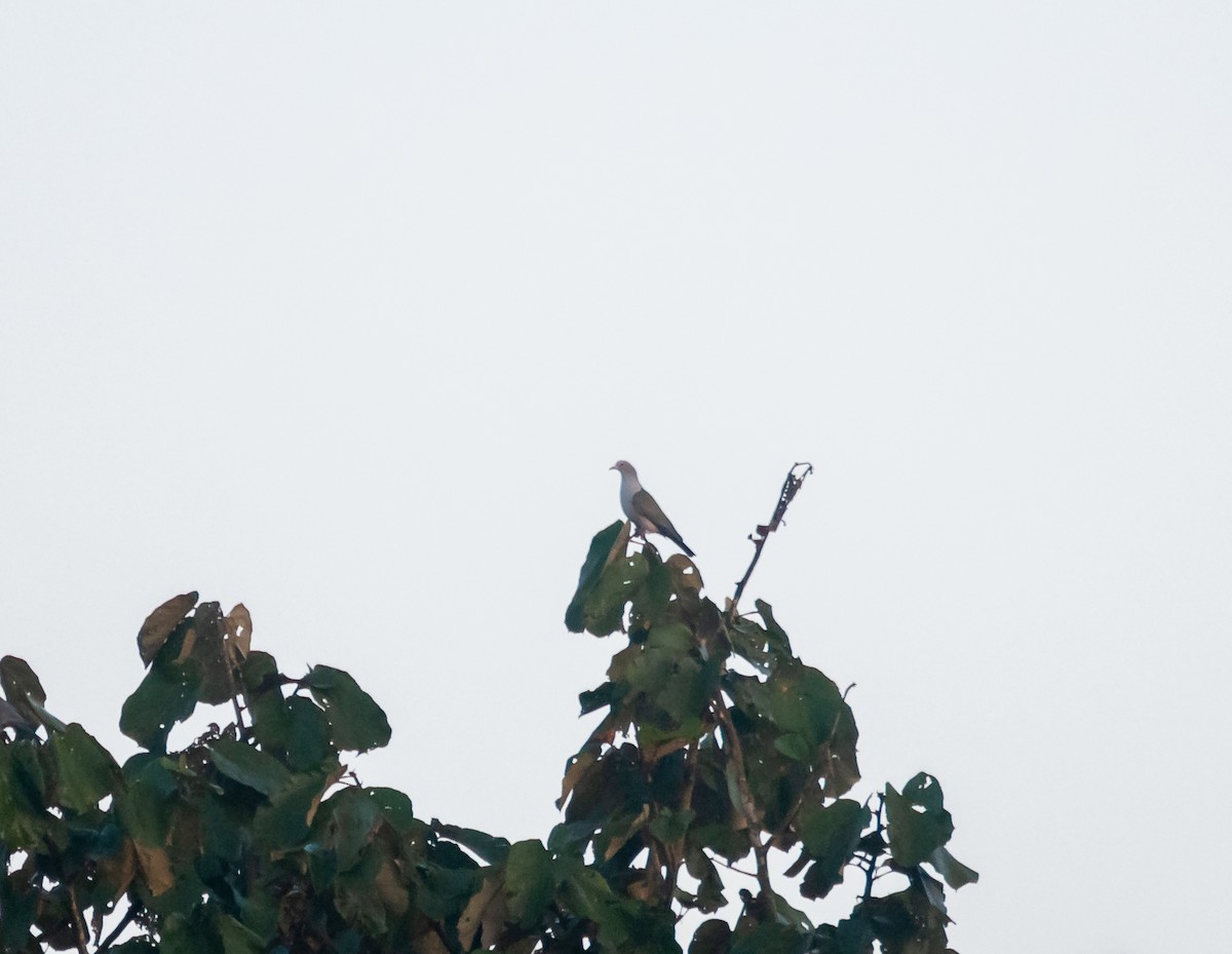 Green Imperial-Pigeon - ML615130936