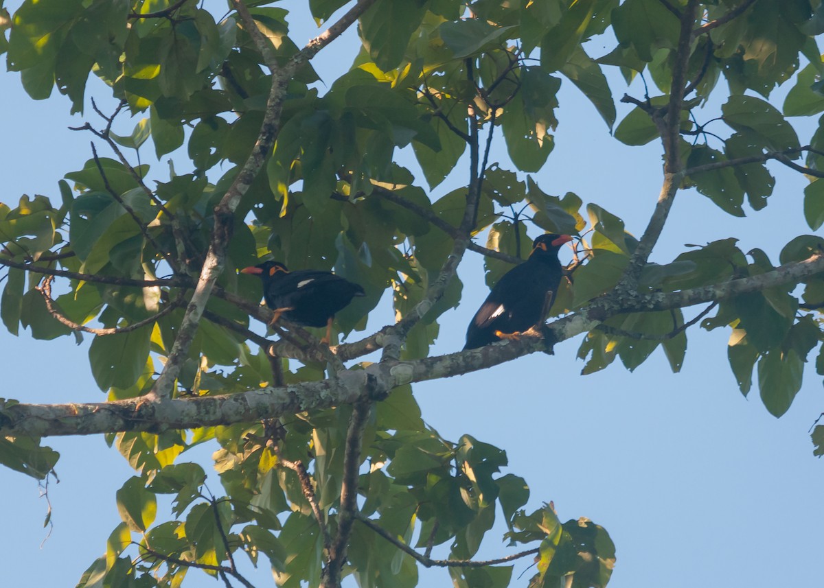 Common Hill Myna - Arun Raghuraman