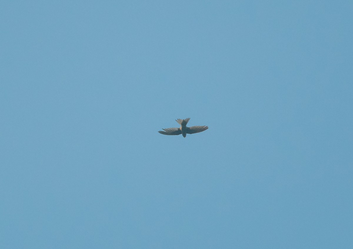 Gray-throated Martin - Arun Raghuraman