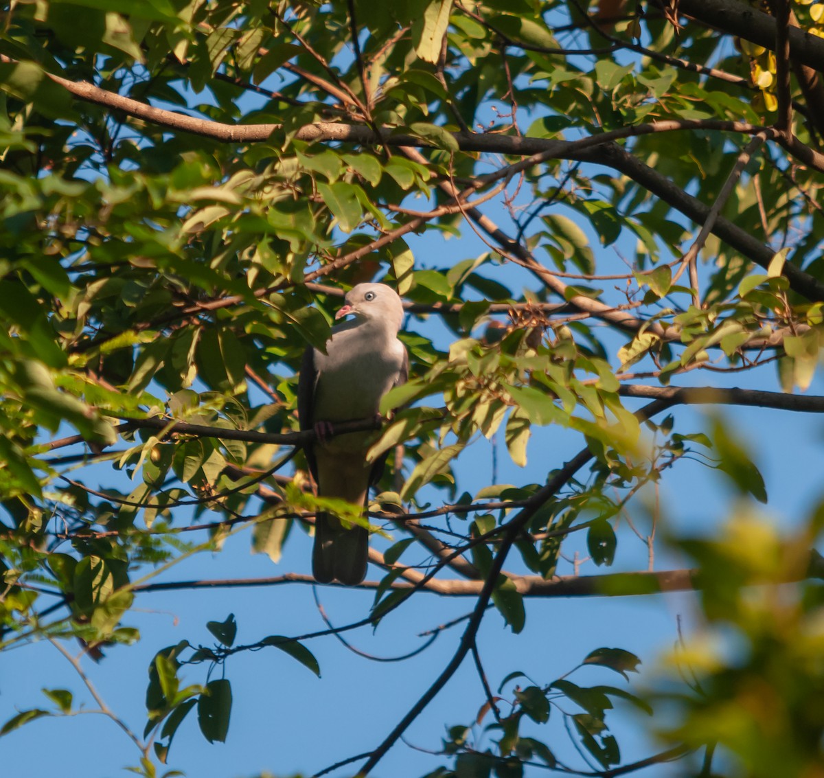 Mountain Imperial-Pigeon - Arun Raghuraman