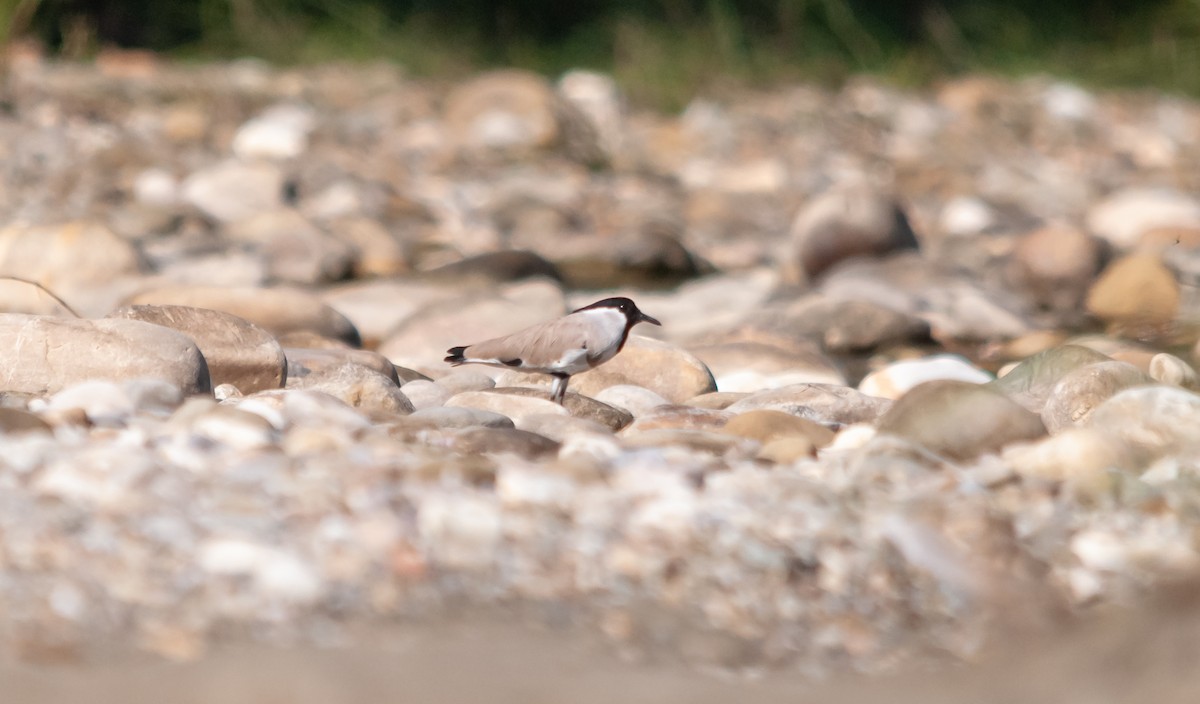 River Lapwing - ML615130954