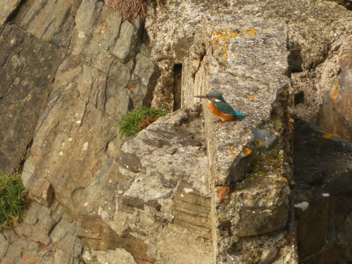 Common Kingfisher - ML615130957