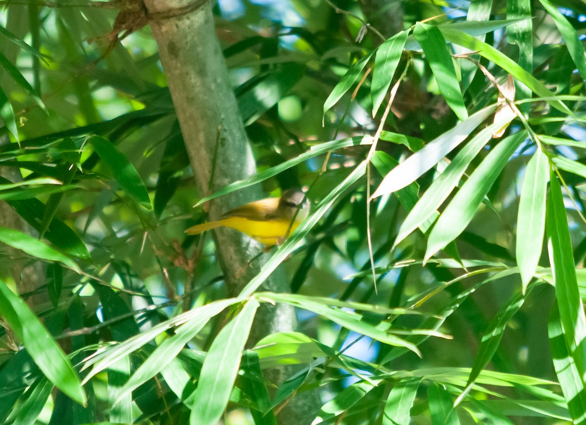 Tickell's Leaf Warbler - Arun Raghuraman