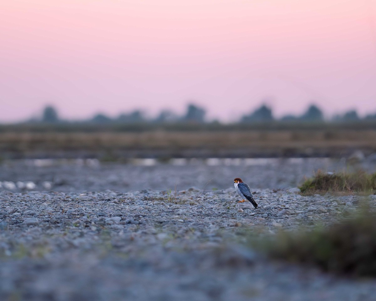 Red-necked Falcon - ML615130962