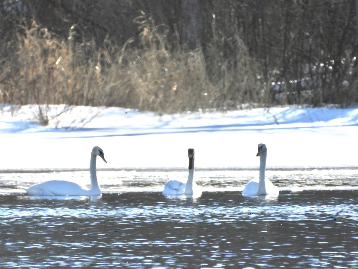 Cygne tuberculé - ML615131005