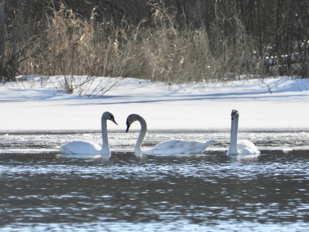 Mute Swan - ML615131006