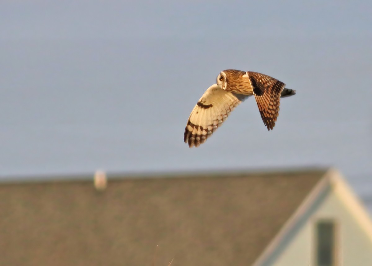 Short-eared Owl - ML615131012