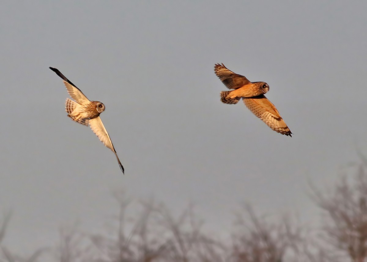 Short-eared Owl - Tom Fishburn