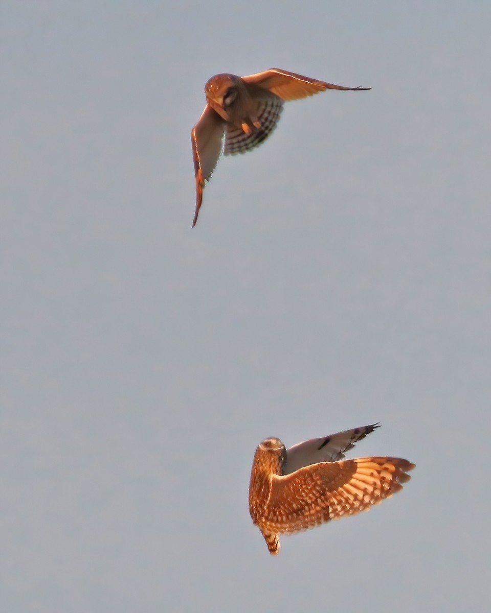 Short-eared Owl - ML615131017